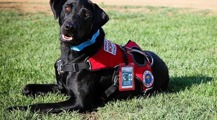service dog