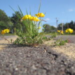 flowers growing through concrete
