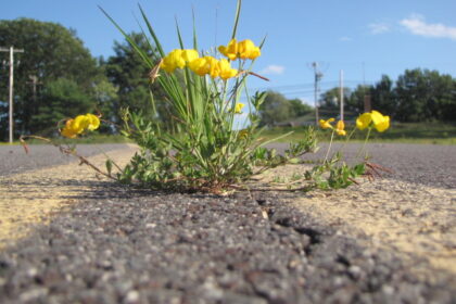 flowers growing through concrete