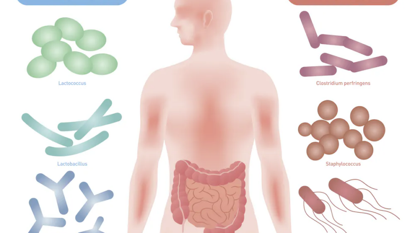 gut flora