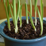 garlic