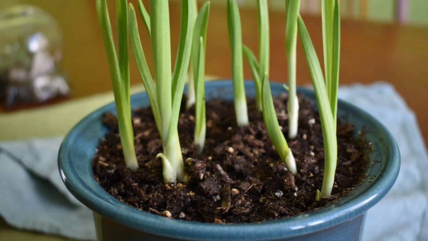 garlic