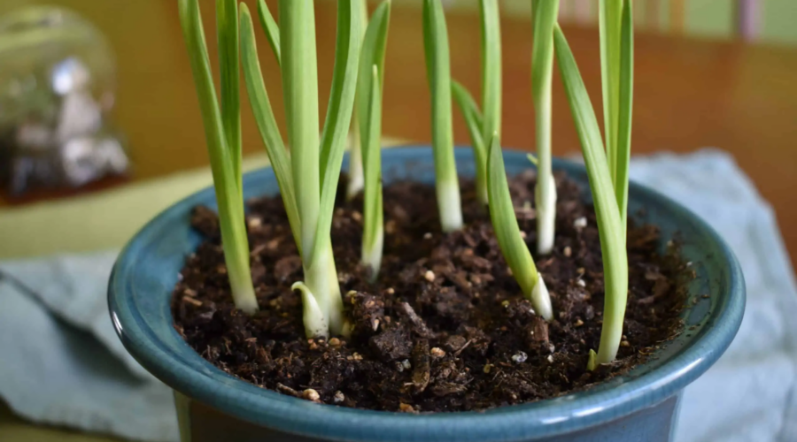 garlic