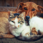animal companions
