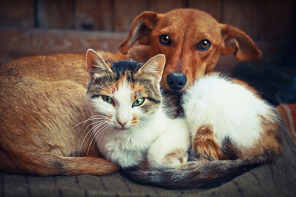 animal companions