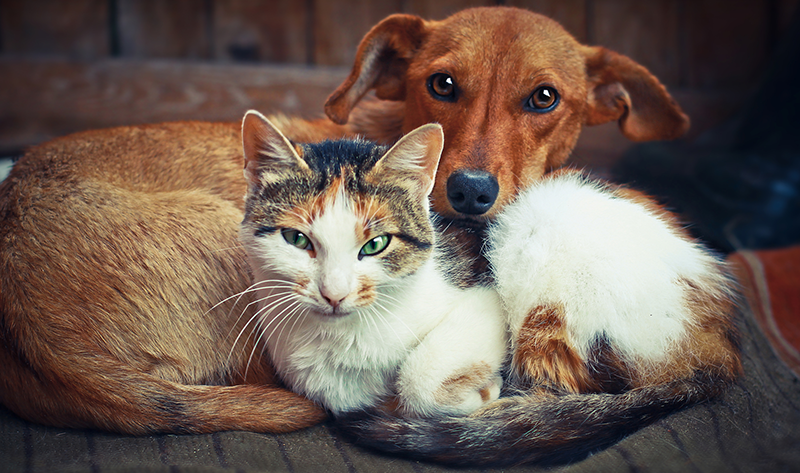 animal companions