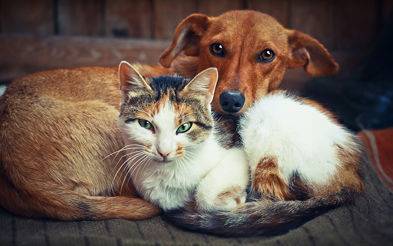 animal companions