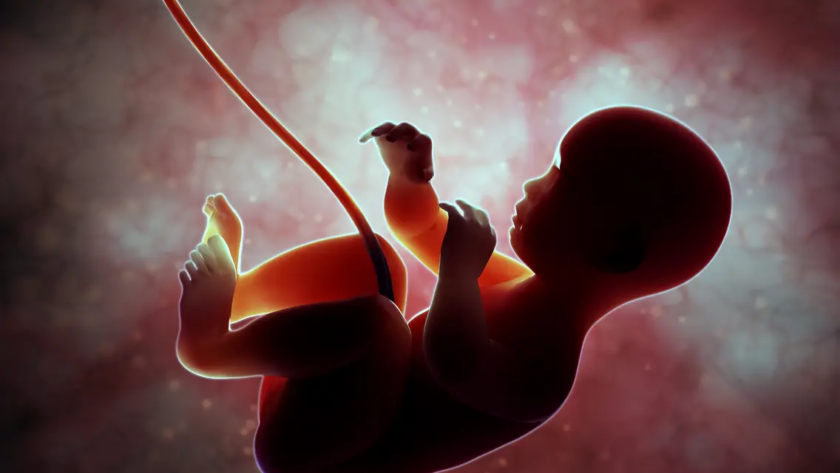 mother's womb
