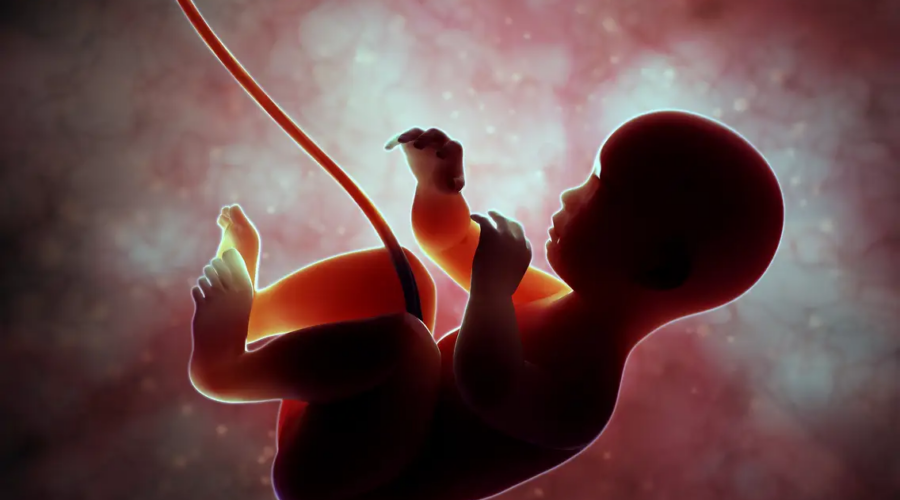 mother's womb