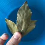 bay leaf