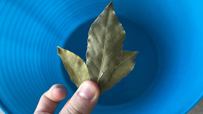 bay leaf