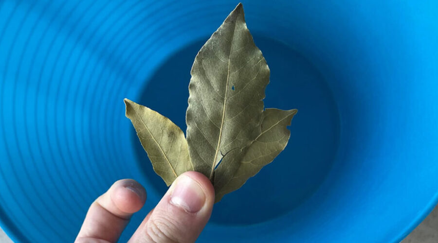 bay leaf