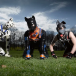 dogs
