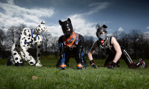 dogs