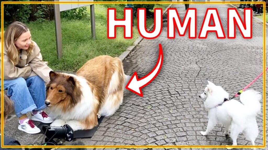 dogs