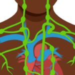 lymphatic system