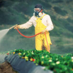 pesticides