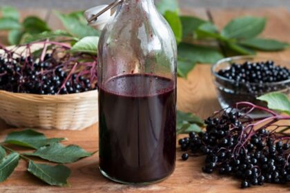 elderberry