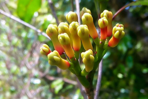 cloves