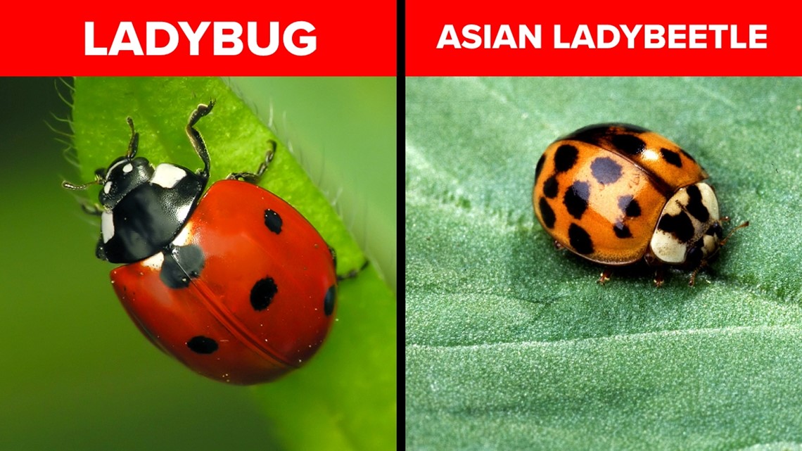 pests