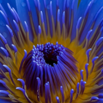 Blue Lotus Flower Benefits