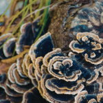 Turkey Tail Mushroom Benefits