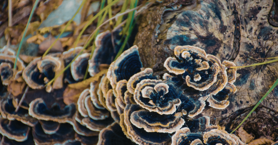 Turkey Tail Mushroom Benefits
