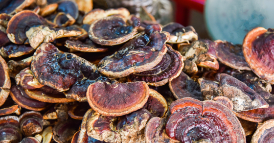 Reishi Mushroom Benefits