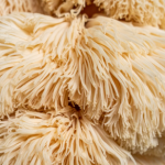 Lion’s Mane Mushroom Benefits