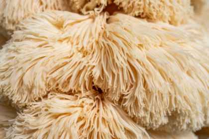 Lion’s Mane Mushroom Benefits