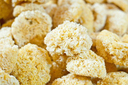 Tremella Mushroom Benefits