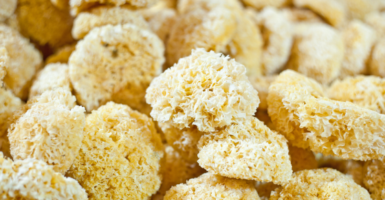 Tremella Mushroom Benefits