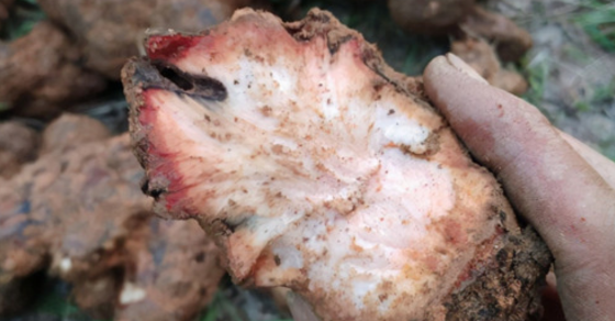 Poria Mushroom Benefits