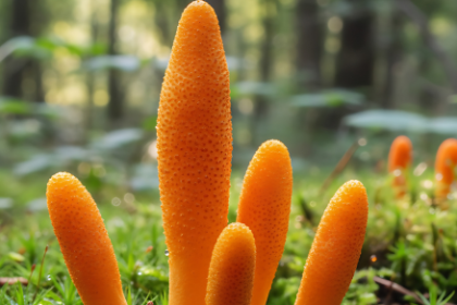 Cordyceps Mushroom Benefits